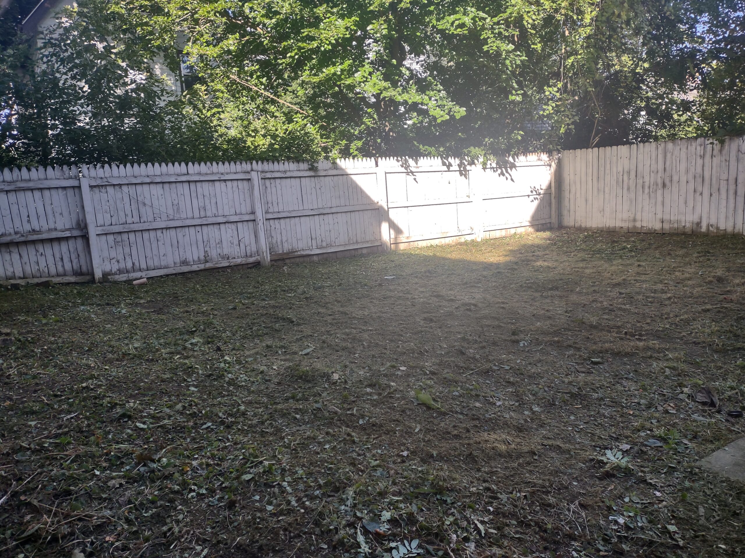Reclaim Yard from Overgrown Brush