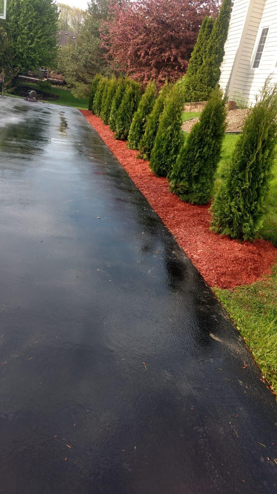 Arborvitae Lining Driveway