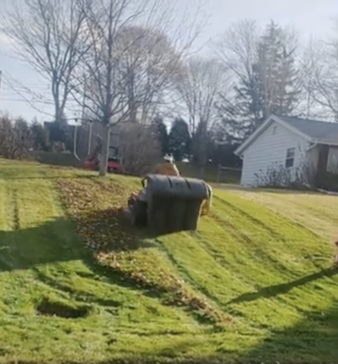 Fall Yard Cleanup
