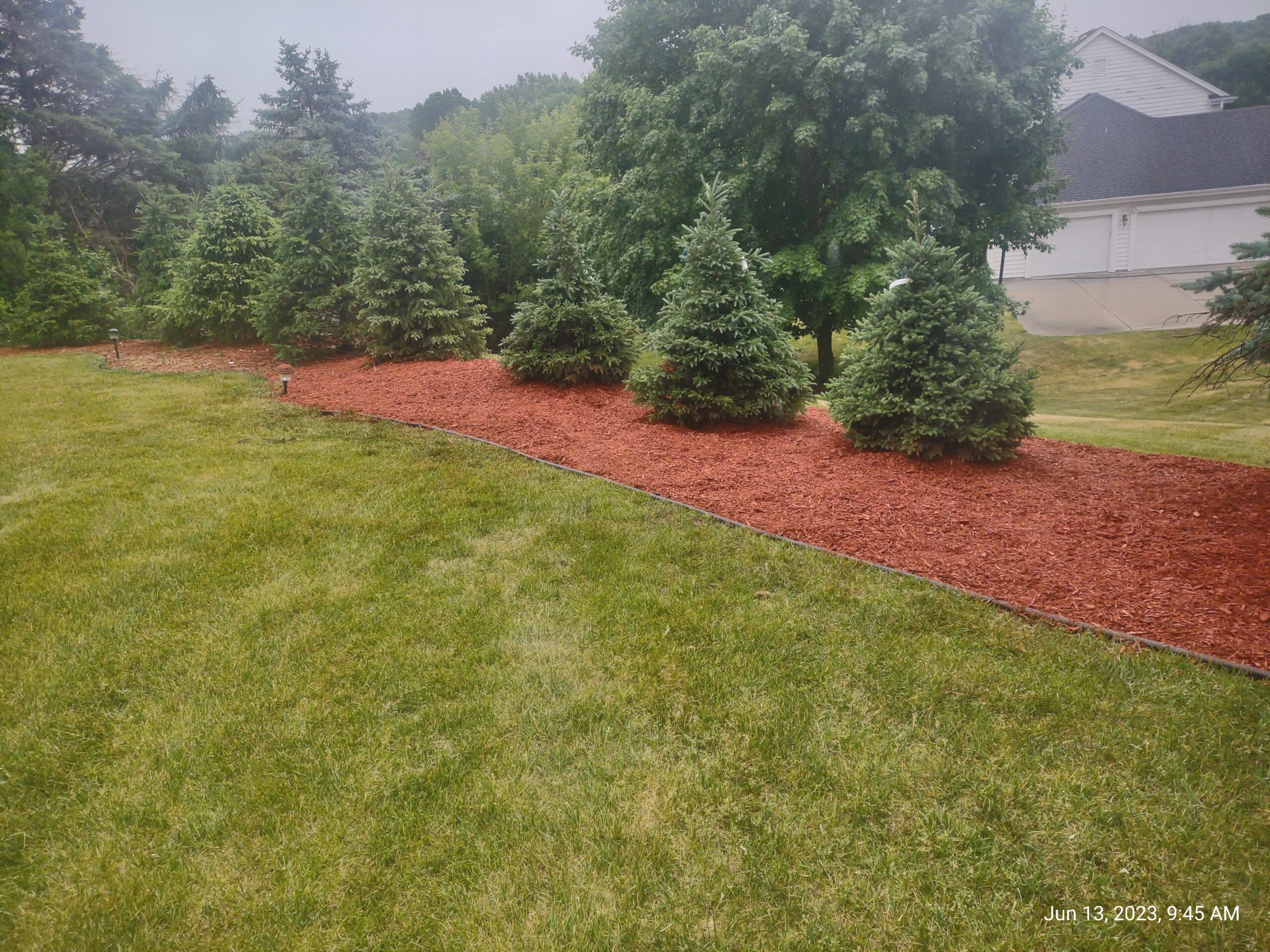 Row of Pine Trees in Landscape