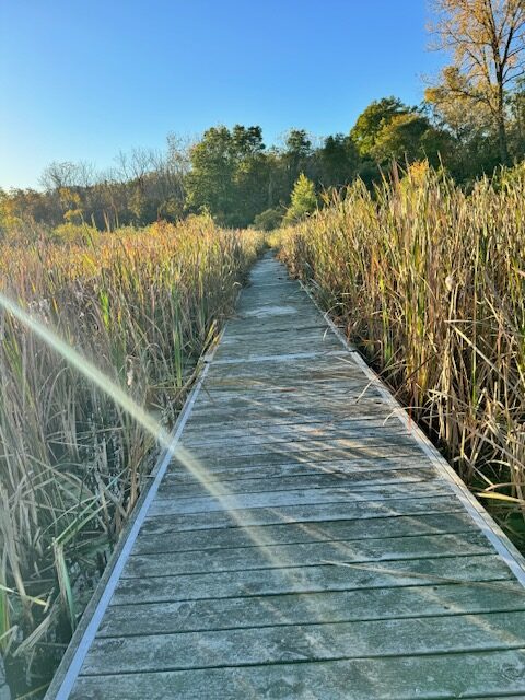 Boardwalk Restoration